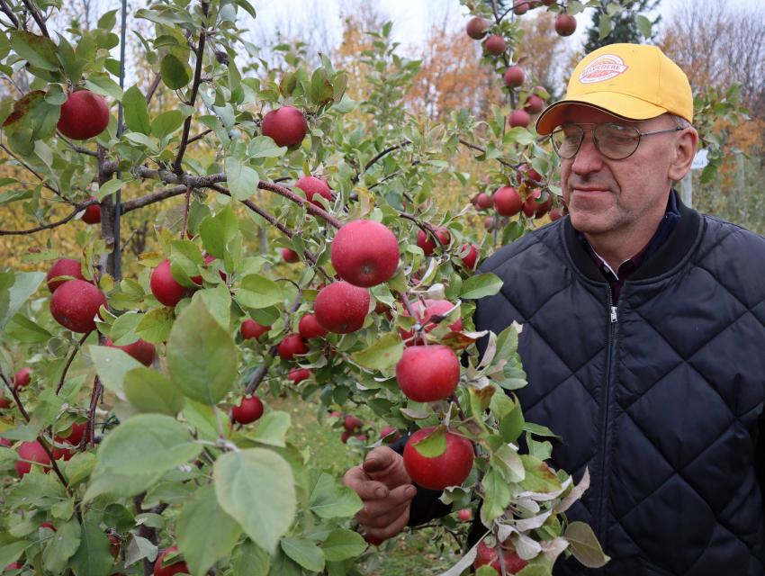 A man in a yellow cap inspects red apples on a tree.