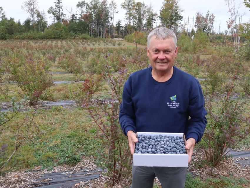 A man holds a box of fresh blueberries in a field.
